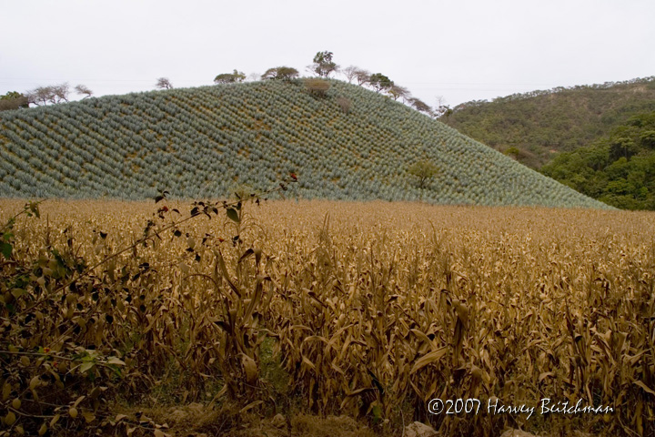 Blue Agave Hill No-1409.jpg